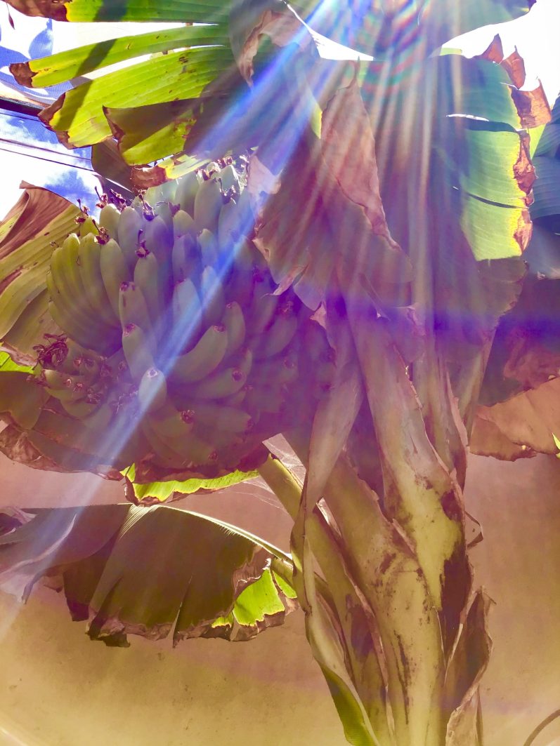 fruta del jardín huerto ecologico